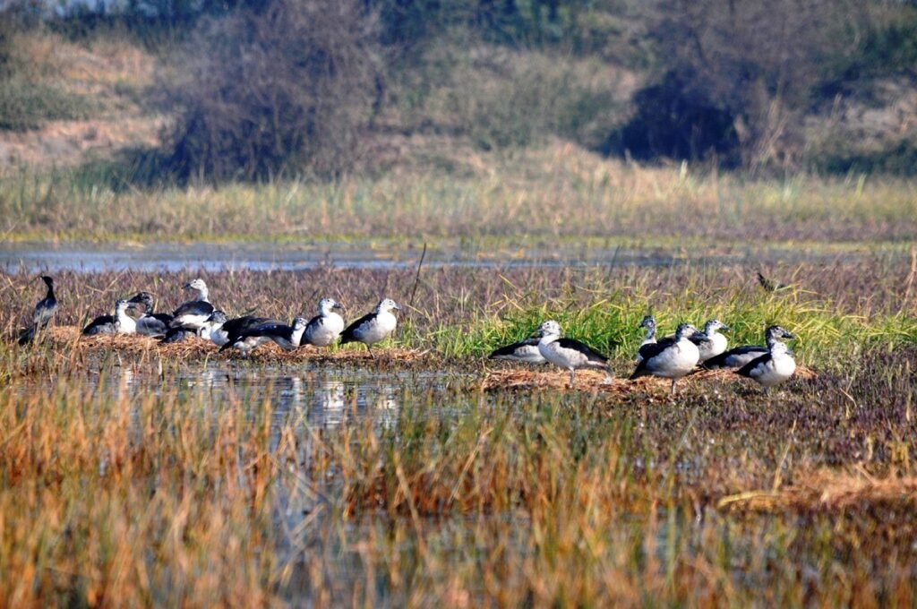 UP News: रामसर साइट्स प्रवासी पक्षियों से गुलजार