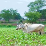 PM Kisan Yojana: खाते में नहीं आई योजना की किस्त? इन 3 गलतियों को तुरंत सुधारें