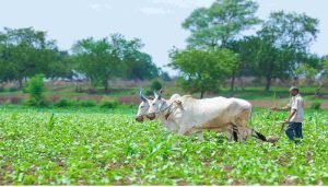 PM Kisan Yojana: खाते में नहीं आई योजना की किस्त? इन 3 गलतियों को तुरंत सुधारें