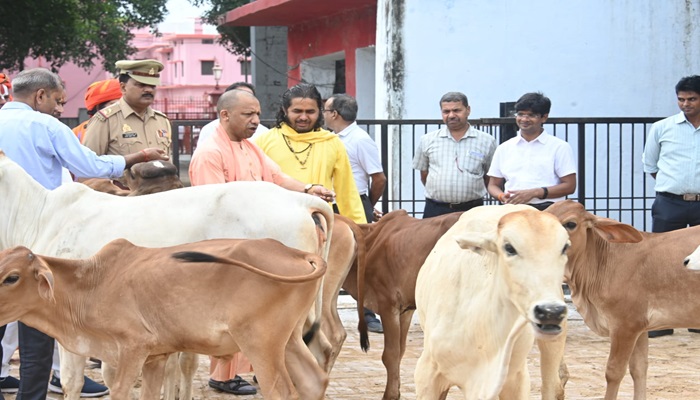 गोरखनाथ मंदिर की गौशाला में सीएम ने की गोसेवा, गोवंश को खिलाया गुड़-केला