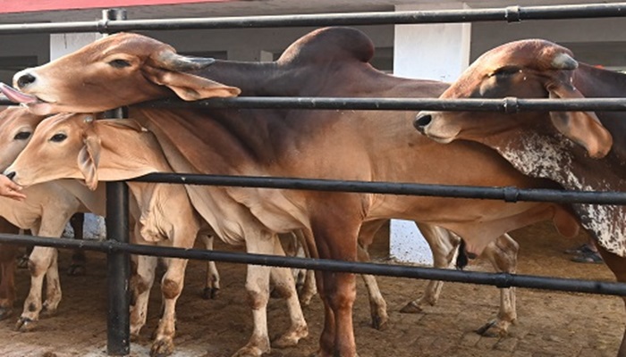 गोवर्धन पूजा: गोआश्रय स्थलों में धूमधाम से होगा गोपूजन