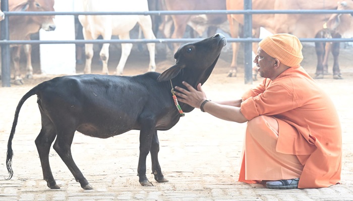 गोवंश के हित में गोचर भूमि का हो रहा शत प्रतिशत उपयोग