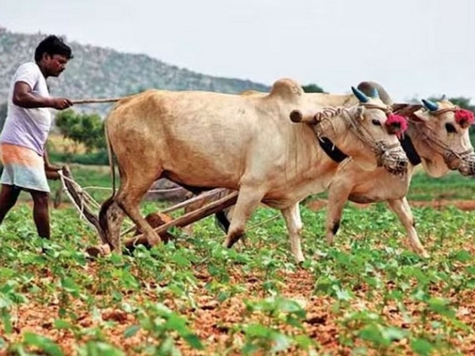 दूर होगी कृषि क्षेत्र की बेरोजगारी, बढ़ेगा निर्यात, खाद्यान्न एवं पोषण सुरक्षा बोनस
