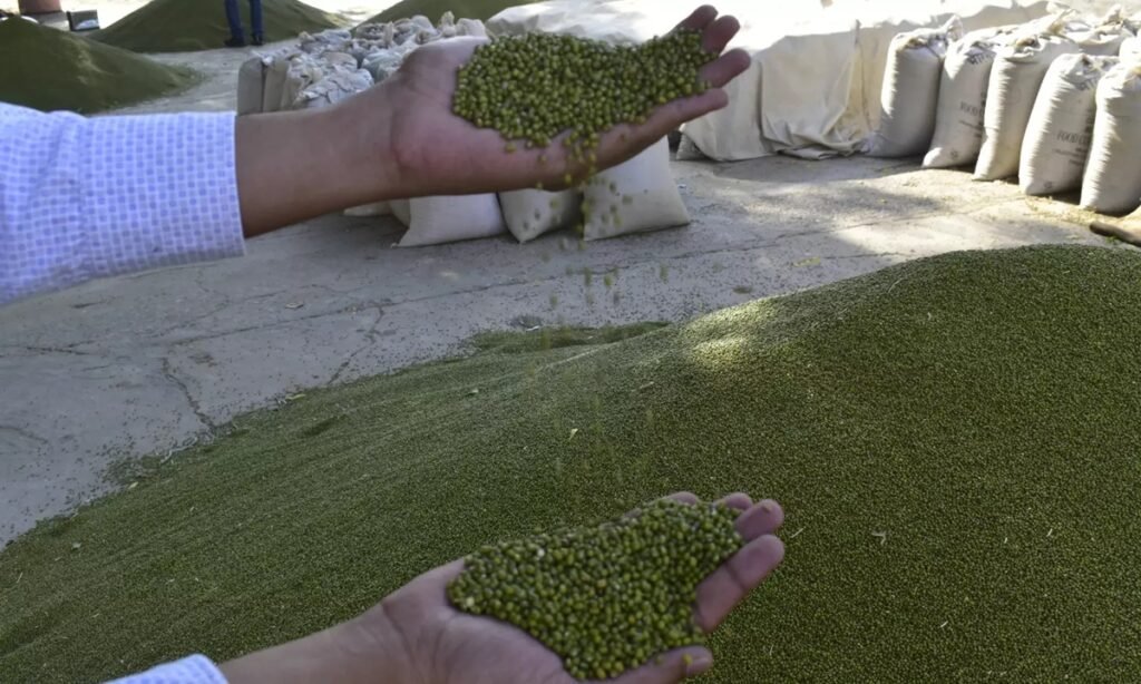 75 जिलों में मूंग और 15 जिलों में मूंगफली खरीद शुरू, लाखों किसानों को होगा मुनाफा