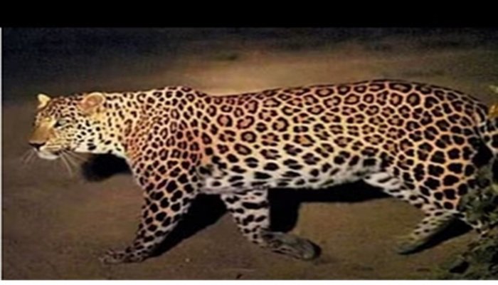 बाघ, तेंदुओं और अन्य हिंसक पशुओं से बचाव के लिए UP में बन रहे रेस्क्यू सेंटर