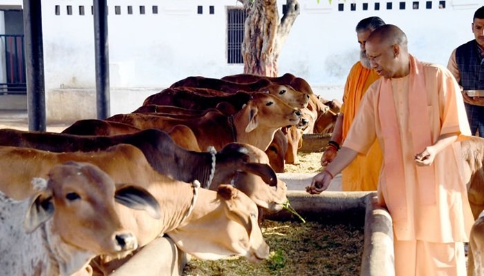 गोवंशों की देखभाल में लापरवाही के मामले में सीएम योगी का एक्‍शन, दो फर्मों पर FIR