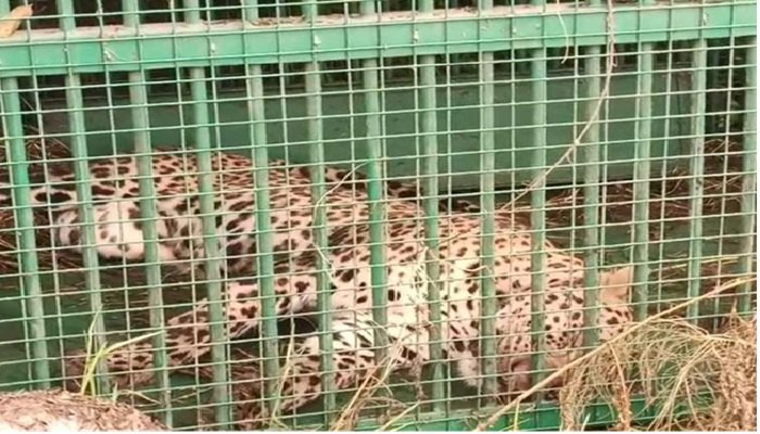 बरेली में एक महीने बाद पकड़ा गया तेंदुआ, वन विभाग की टीम को मिली कामयाबी