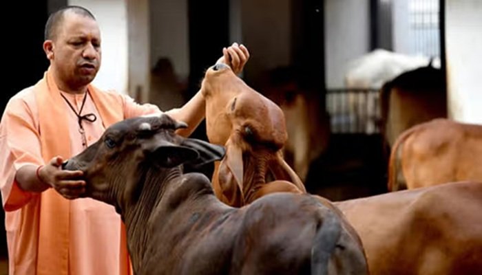 योगी सरकार की नई पहल, गोमूत्र से होगा डायबिटीज-हार्ट समेत 19 बीमारियों का इलाज