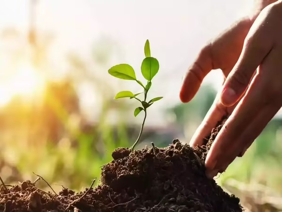 यूपी में पौधरोपण का महाभियान, जानिए क्या है तैयारी