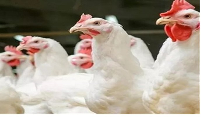 Bird Flu in UP: सीएम के निर्देश- प्राणी उद्यानों में कड़ी निगरानी एवं सतर्कता बरती जाए