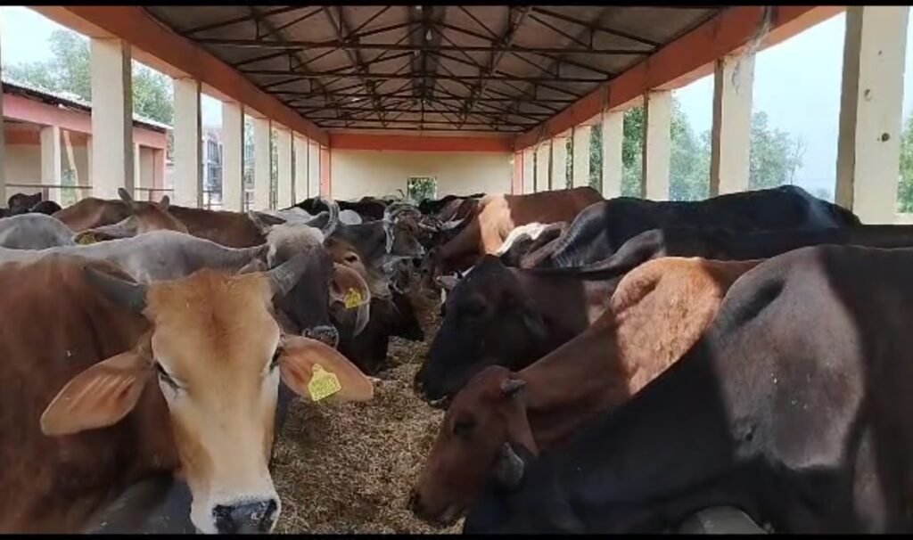 यूपी में गाय के गोबर से बनेगा कपड़ा और बायोप्लास्टिक