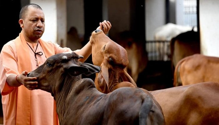 यूपी में 'गांव की गाय, गांव की तरक्की' विजन को साकार करने की तैयारी में योगी सरकार