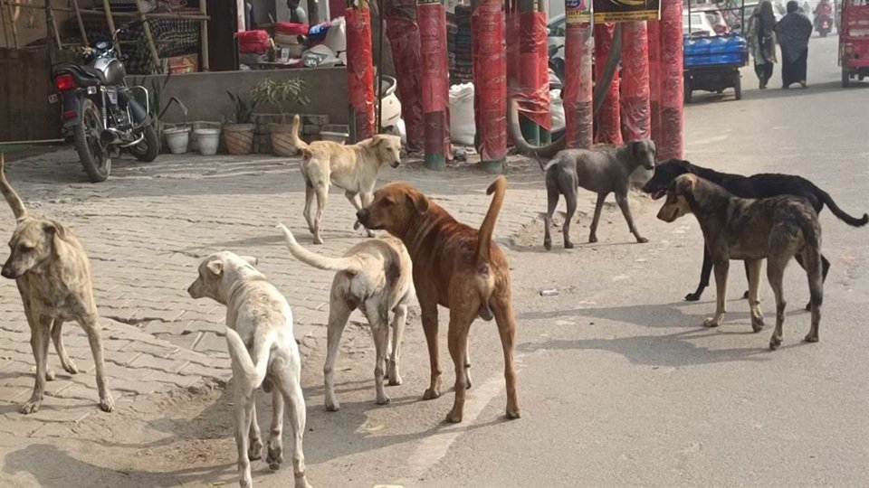 UP Govt Guidelines on Stray Dogs: आवारा श्वानों के प्रबंधन-सुरक्षित फीडिंग के लिए नई गाइडलाइन जारी