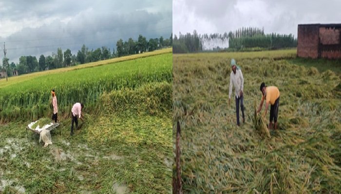 बरेली और पीलीभीत में तेज हवा के साथ बारिश, किसानों की धान की फसल को नुकसान