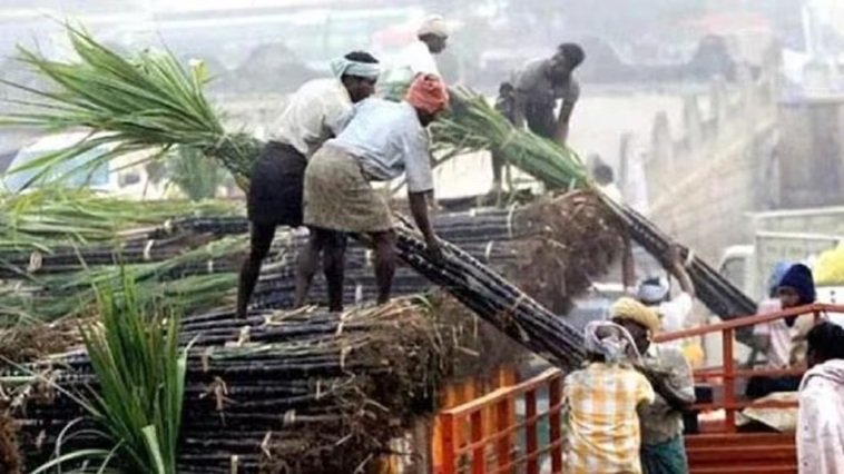 UP News: गन्ना किसानों को मिला बड़ा उपहार, गन्ना मूल्य 30 रुपए प्रति कुन्तल बढ़ा