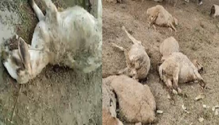 राष्ट्र प्रेरणा स्थल में फेंका गया खाना खाने से 170 भेड़ों की मौत, NGO ने की शिकायत