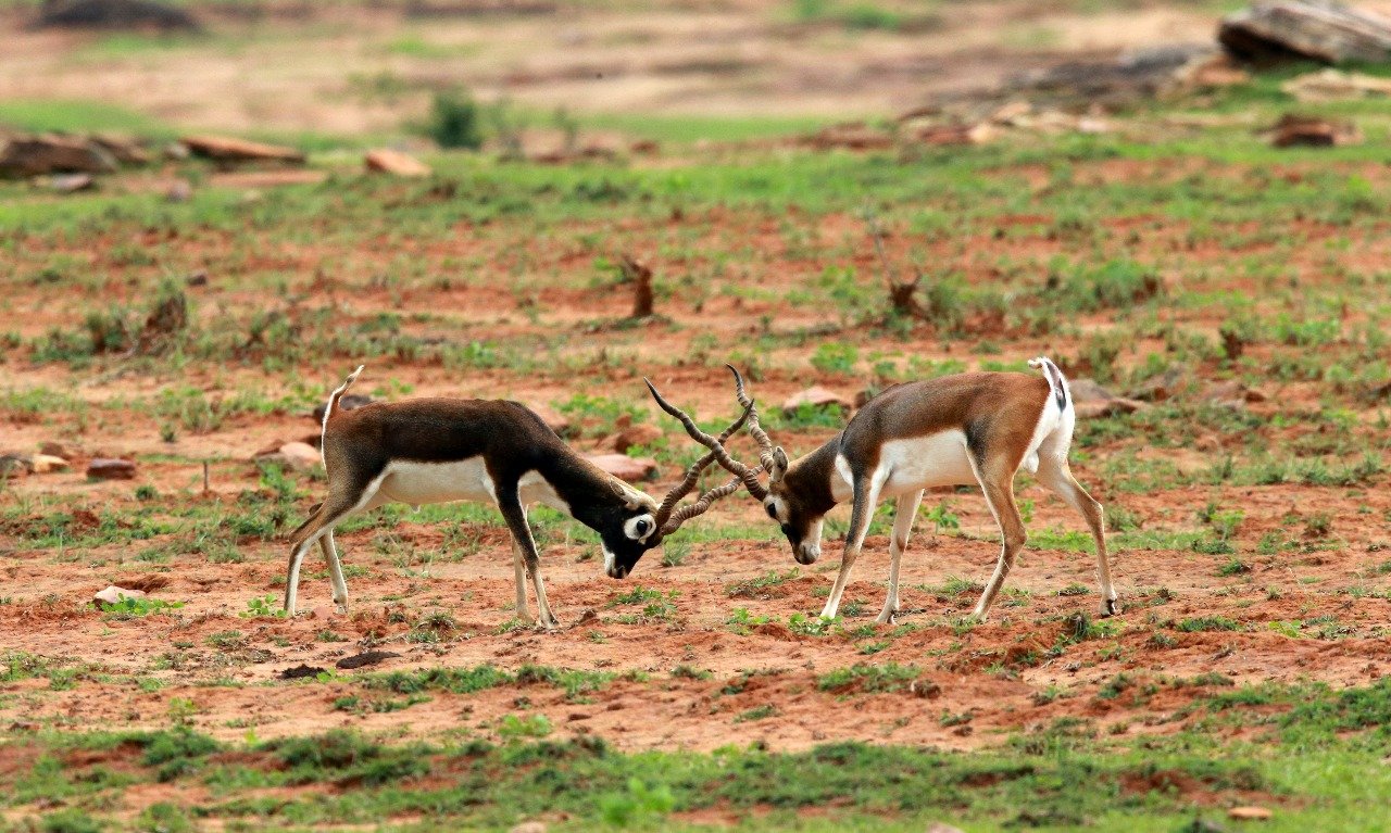 UP News: इको-फ्रेंडली सुविधाओं से बदल रही प्रदेश के जंगलों की तस्वीर