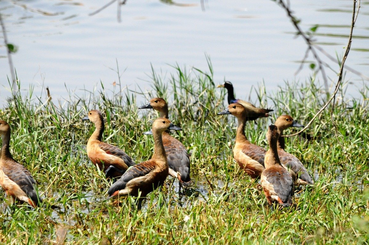 UP News: रामसर साइट्स प्रवासी पक्षियों से गुलजार