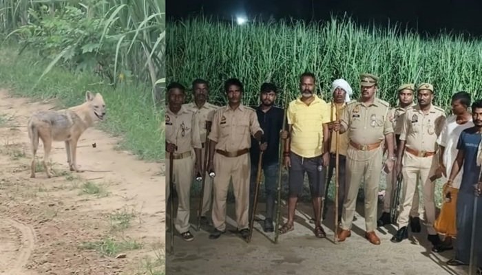 बहराइच में वन विभाग ने 9वें भेड़िए को मार गिराया, CM के सख्त निर्देश के बाद तेज हुआ अभियान