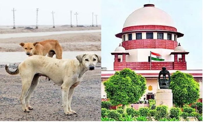 सुप्रीम कोर्ट बोला- कुत्ते के काटने पर मुआवजा तय होगा, जो आवारा कुत्तों को लेकर चिंतित, वे अपने घर ले जाएं
