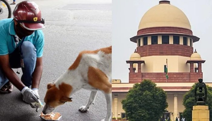आवारा कुत्तों पर सुप्रीम कोर्ट गंभीर, कहा- हमले में मौत हुई तो डॉग फीडर्स जिम्मेदार