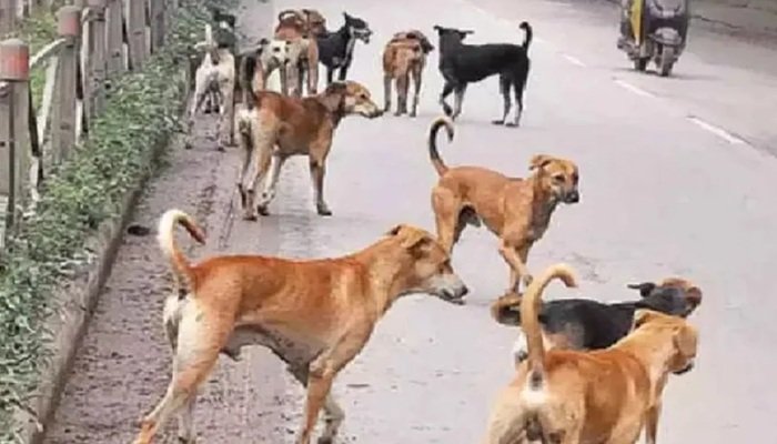 आवारा कुत्तों से निजात दिलाएंगे शेल्टर होम व एबीसी सेंटर