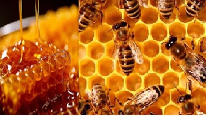 UP News: अब ग्लोबल होगा यूपी का शहद, महिलाएं लॉन्च करेंगी अपना ब्रांड
