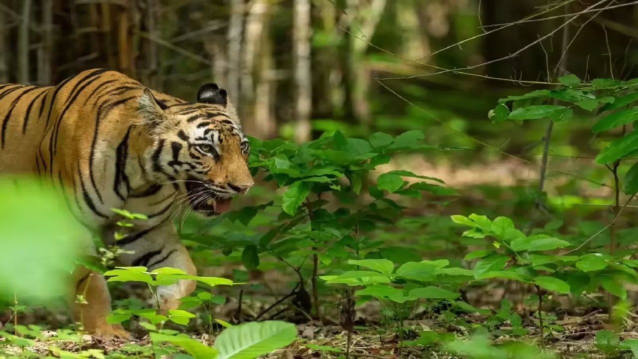 Lakhimpur Kheri: महेशपुर वन रेंज में किया जा रहा विकास, मिलेगा ईको टूरिज्म को बढ़ावा