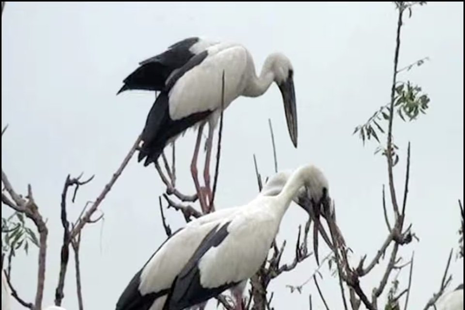 UP News: मैनपुरी और इटावा में विकसित होगा सारस सर्किट