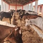 UP: गो आश्रय स्थलों में गर्मी से बचाव के पुख्ता इंतजाम के निर्देश