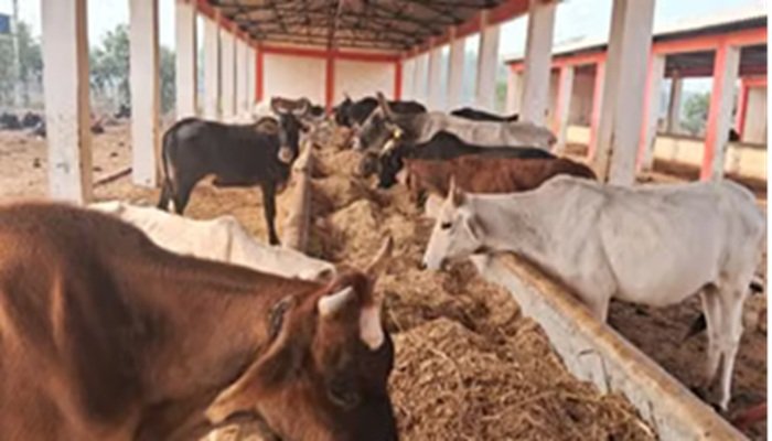 UP: गो आश्रय स्थलों में गर्मी से बचाव के पुख्ता इंतजाम के निर्देश
