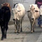 West Bengal में गोवंश वध पर पाबंदी रहेगी जारी, बकरीद से पहले सभी याचिकाएं खारिज