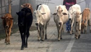 West Bengal में गोवंश वध पर पाबंदी रहेगी जारी, बकरीद से पहले सभी याचिकाएं खारिज