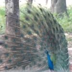 Bird Flu: कर्नाटक में H5N1 वायरस से 40 मोरों की मौत, प्रशासन ने जारी की एडवाइजरी