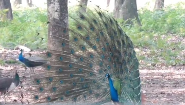 Bird Flu: कर्नाटक में H5N1 वायरस से 40 मोरों की मौत, प्रशासन ने जारी की एडवाइजरी