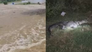यूपी में मानसूनी बारिश: सहारनपुर में उफनाई नदी, पीलीभीत के गांव में घुसा मगरमच्छ