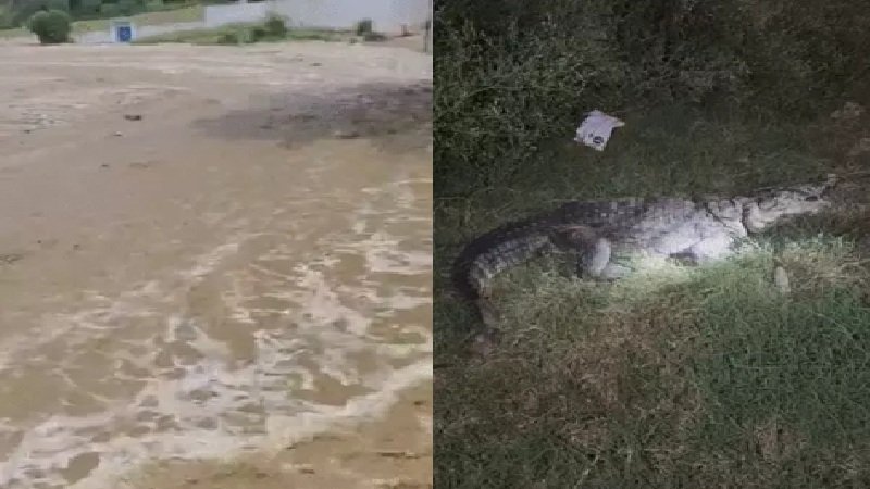 यूपी में मानसूनी बारिश: सहारनपुर में उफनाई नदी, पीलीभीत के गांव में घुसा मगरमच्छ